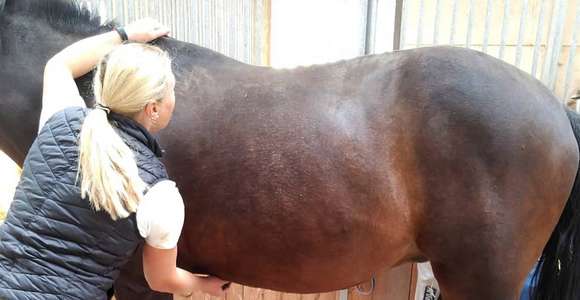 Physiotherapie: Abtasten beim Pferd um die Beweglichkeit festzustellen